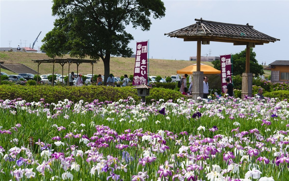 江戸川区の小岩菖蒲園で、100種5万本の花菖蒲が開花！ 5/30日～