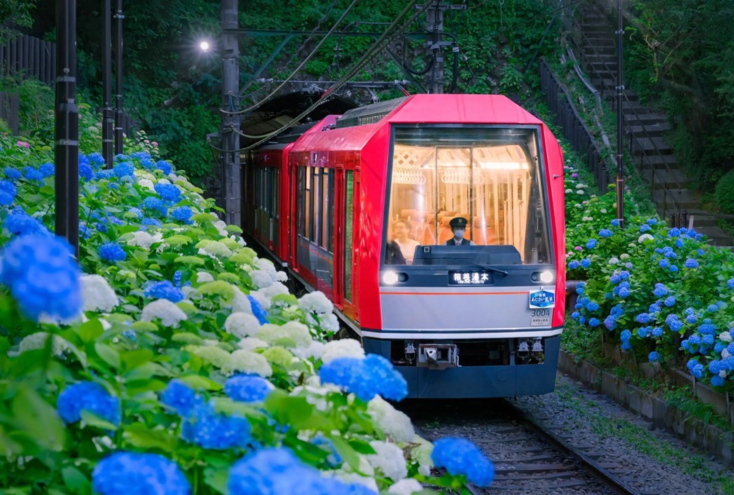 箱根登山電車が「夜のあじさい号」の運行を開始! 6/13~30日