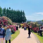 北九州・花農丘公園で「春のばらフェア」約1000株のバラが見頃！ 5/9日～