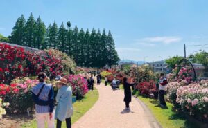 北九州・花農丘公園で「春のばらフェア」約1000株のバラが見頃！ 5/9日～