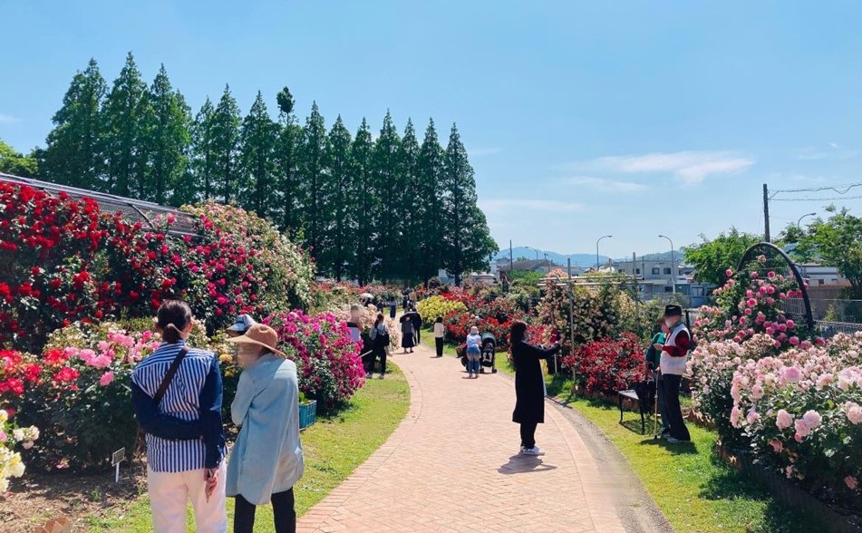 北九州・花農丘公園で「春のばらフェア」約1000株のバラが見頃！ 5/9日～
