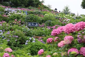 横浜・栄区のアジサイの名所で「上郷あじさい祭り」開催！ 6/13日～