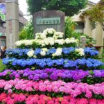 白山神社と白山公園で「文京あじさいまつり2026」開催中！6月14日まで