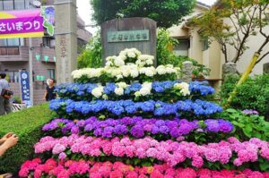 白山神社と白山公園で「文京あじさいまつり2026」開催中!6月14日まで