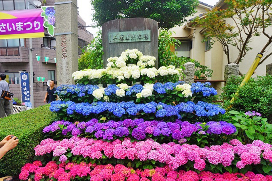 白山神社と白山公園で「文京あじさいまつり2026」開催中!6月14日まで