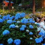 宇治市、三室戸寺の「あじさい園」でライトアップ開始！6月13日～