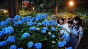 宇治市、三室戸寺の「あじさい園」でライトアップ開始！6月13日～