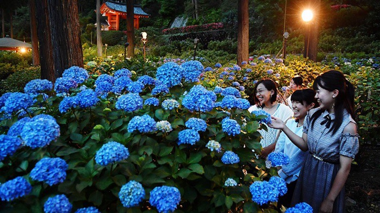 宇治市、三室戸寺の「あじさい園」でライトアップ開始!6月13日~