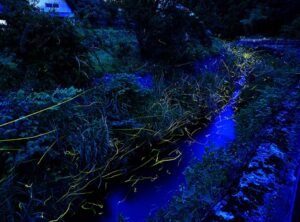 福島「産ヶ沢川ホタル自然公園」へゲンジボタルを見に行こう！6月20日～