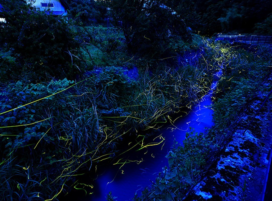 福島「産ヶ沢川ホタル自然公園」へゲンジボタルを見に行こう!6月20日~
