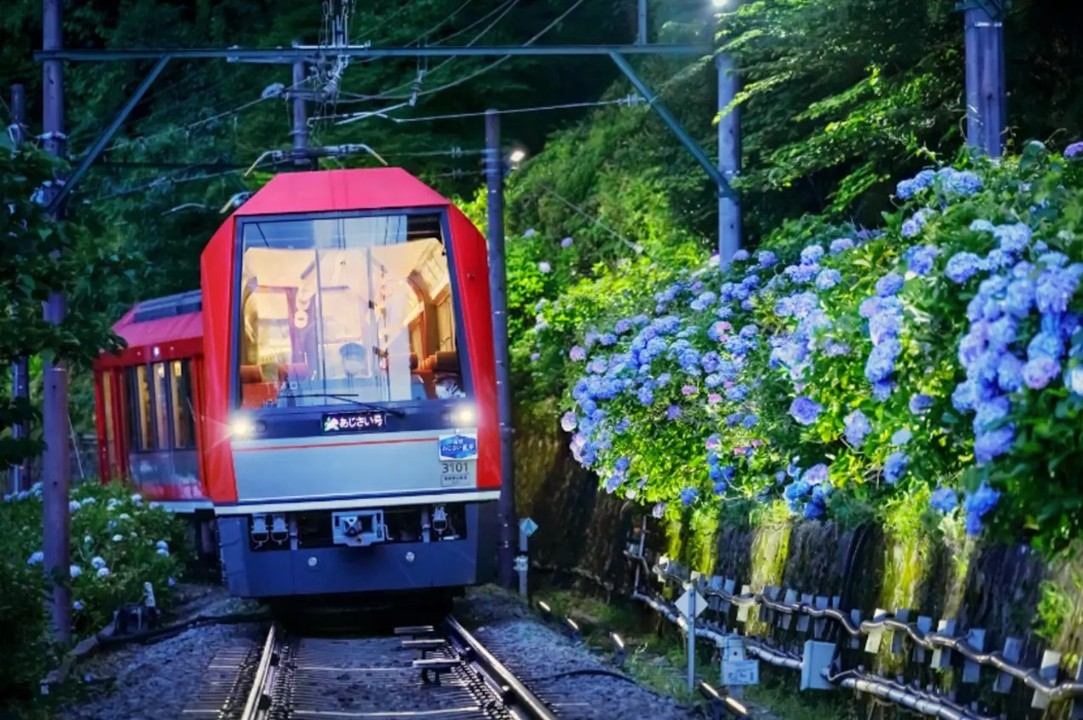 梅雨の季節の風物詩、箱根登山電車「夜のあじさい号」が運行開始!