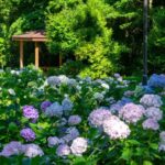 大阪・万博記念公園で約50品種が開花！「あじさい祭」開催！6/6日～