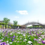 関東で入園無料で楽しめる「花菖蒲の名所＆穴場」9選　いよいよ見頃！