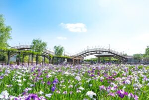 関東で入園無料で楽しめる「花菖蒲の名所＆穴場」9選　いよいよ見頃！