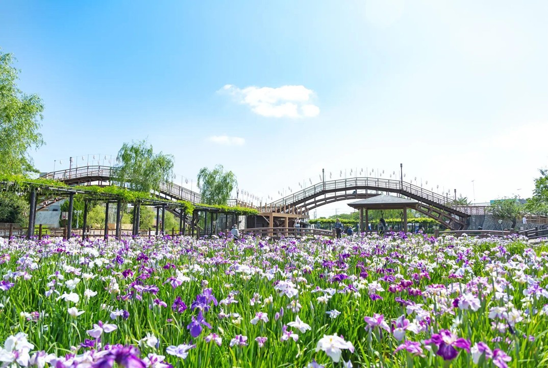 関東で入園無料で楽しめる「花菖蒲の名所&穴場」9選 いよいよ見頃!