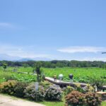 午前中がおススメ！長崎県諫早市の「唐比ハス園」で、ハスやスイレンが見頃！