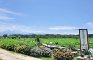 午前中がおススメ！長崎県諫早市の「唐比ハス園」で、ハスやスイレンが見頃！