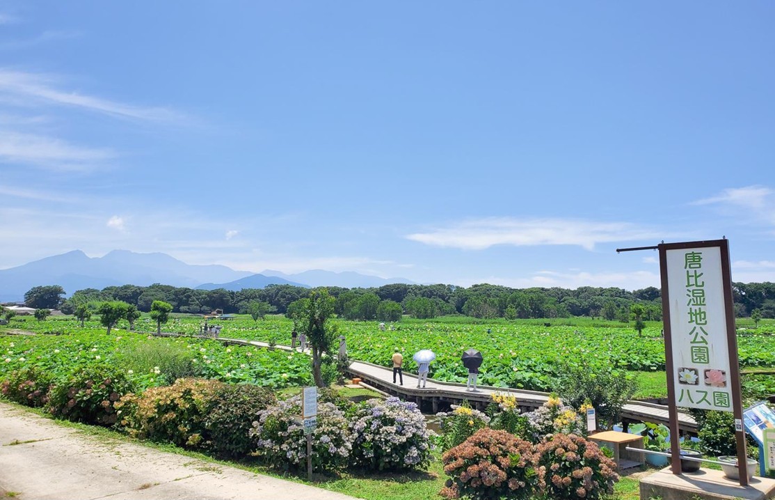 午前中がおススメ！長崎県諫早市の「唐比ハス園」で、ハスやスイレンが見頃！