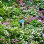 初夏の風物詩、下田公園で「第55回 あじさい祭」開催中！6/30日まで