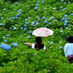 新潟・長岡市の越後丘陵公園で「あじさいまつり」開催！ 6月13日～