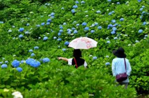 新潟・長岡市の越後丘陵公園で「あじさいまつり」開催! 6月13日~
