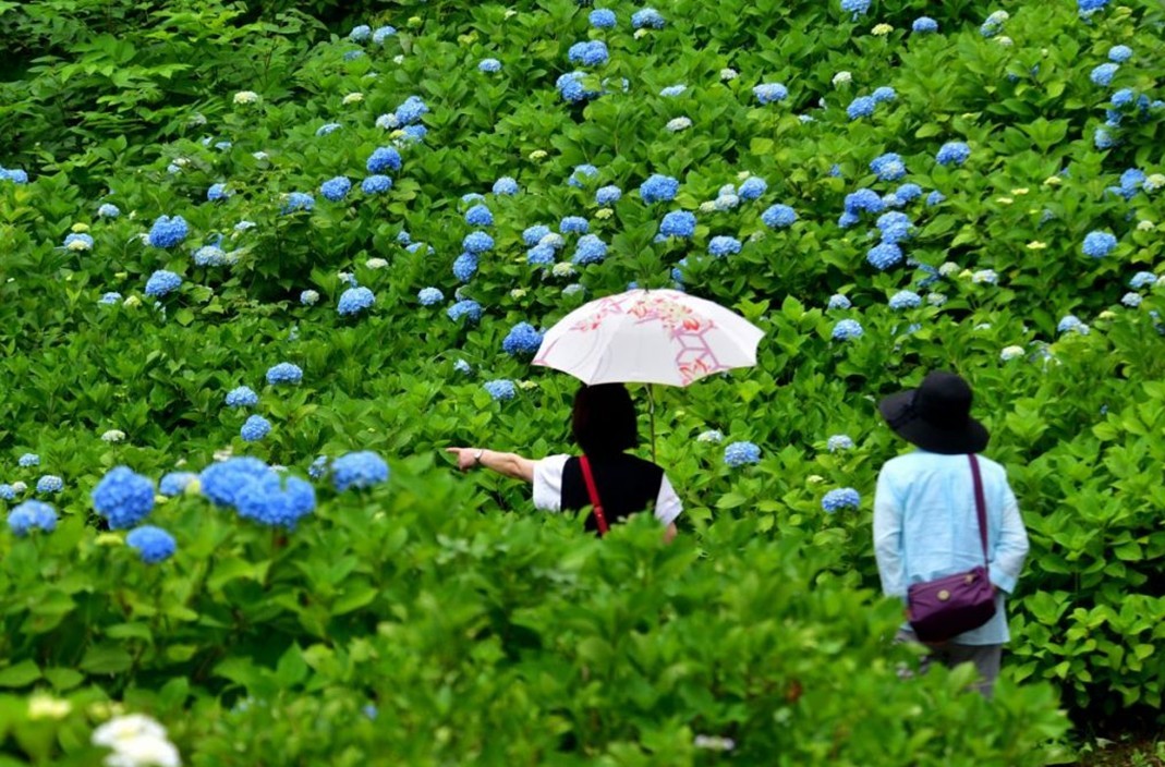 新潟・長岡市の越後丘陵公園で「あじさいまつり」開催! 6月13日~
