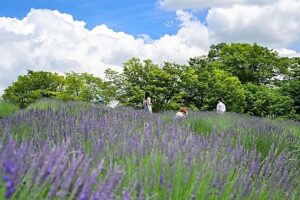 長野・上田市の信州国際音楽村で「ラベンダー祭り」開催中！7月5日まで