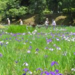 ひたちなか市「馬渡はにわ公園」で、ハナショウブ3500株が見頃です！