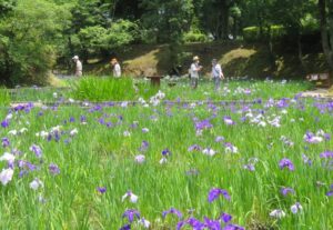 ひたちなか市「馬渡はにわ公園」で、ハナショウブ3500株が見頃です！