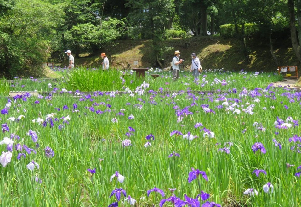 ひたちなか市「馬渡はにわ公園」で、ハナショウブ3500株が見頃です!