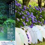 茨城県「涸沼自然公園」で、あじさいまつり開催中！ 7月12日まで