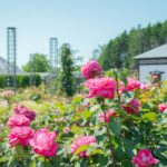 北海道岩見沢市の「いわみざわ公園バラ園」でバラが見頃！ 7月12日まで