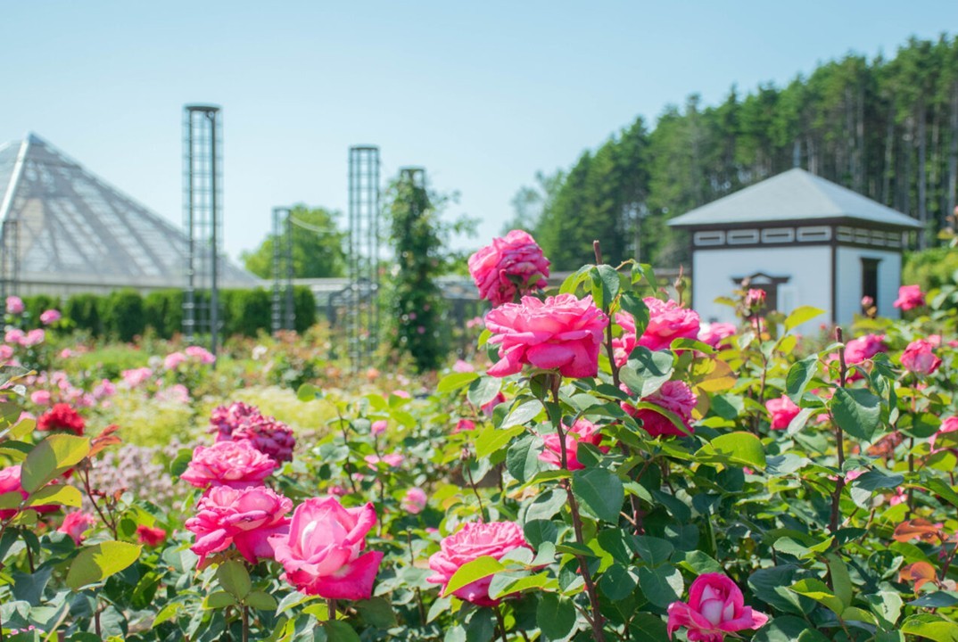 北海道岩見沢市の「いわみざわ公園バラ園」でバラが見頃！ 7月12日まで