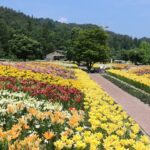 山形・飯豊町「どんでん平ゆり園」で、50万本のユリが見頃！7月19日まで