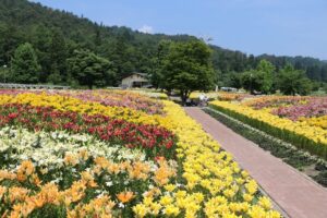 山形・飯豊町「どんでん平ゆり園」で、50万本のユリが見頃！7月19日まで