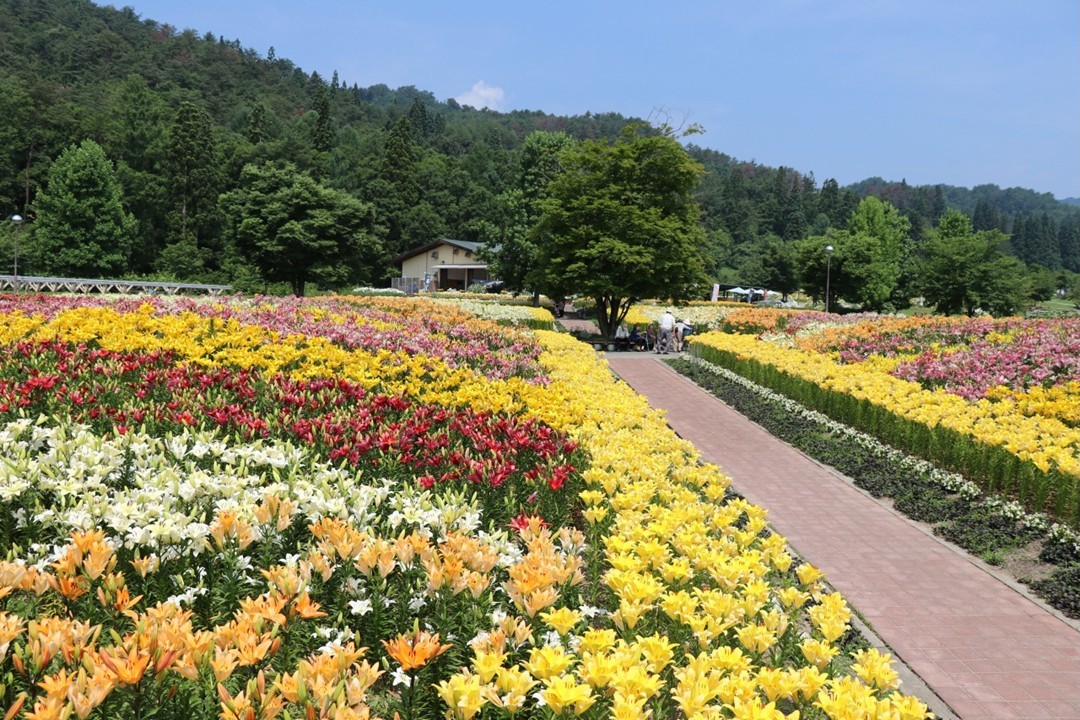 山形・飯豊町「どんでん平ゆり園」で、50万本のユリが見頃！7月19日まで