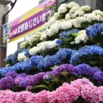 東京・文京区、白山神社で「文京あじさいまつり」開催！6月6日～