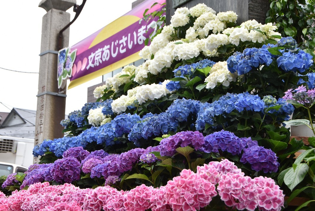 東京・文京区、白山神社で「文京あじさいまつり」開催!6月6日~