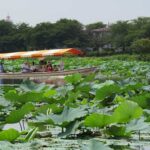 群馬・館林市の城沼で、遊覧船に乗って大迫力のハスを満喫！8月31日まで