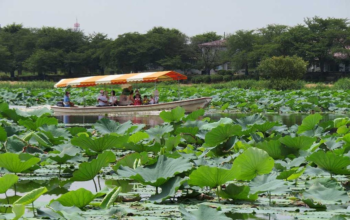 群馬・館林市の城沼で、遊覧船に乗って大迫力のハスを満喫!8月31日まで
