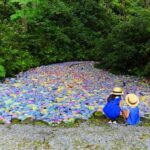 一関市「みちのくあじさい園」で、約400種5万株のアジサイが咲き誇る！