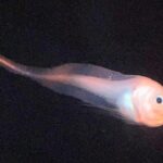【福島県】幻の深海魚「マグマクサウオ」アクアマリンふくしまで展示中！
