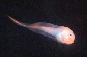 【福島県】幻の深海魚「マグマクサウオ」アクアマリンふくしまで展示中！