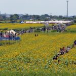 首都圏最大級！55万本が見頃「座間 ひまわりまつり」開催！8月14日～