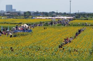 首都圏最大級！55万本が見頃「座間 ひまわりまつり」開催！8月14日～