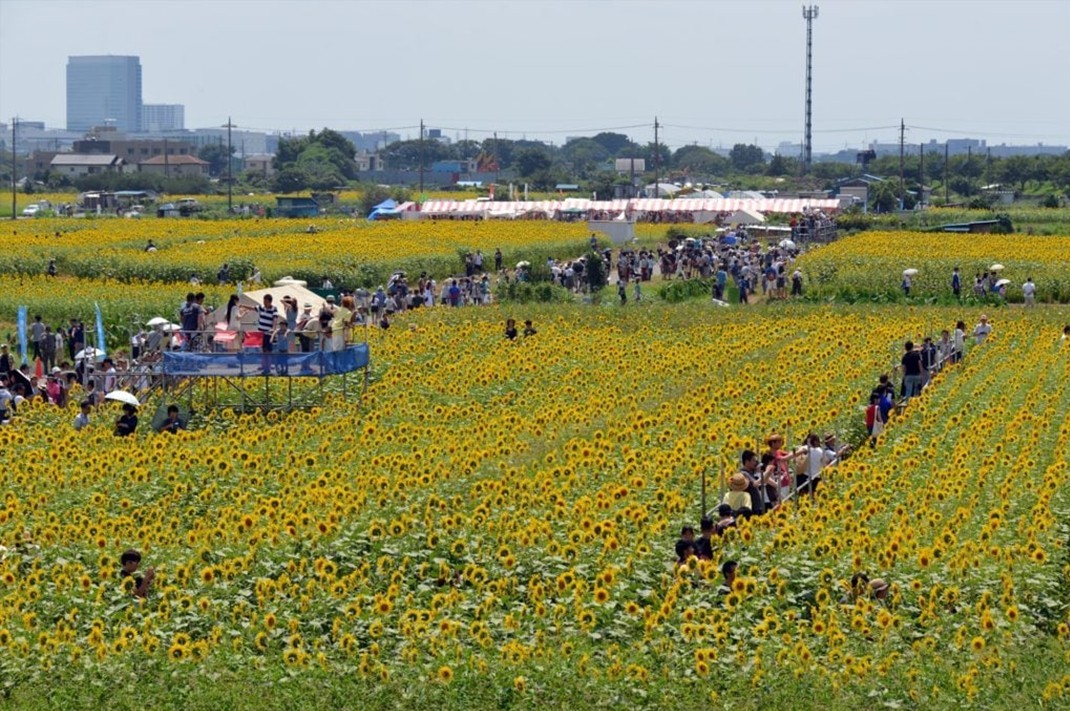 首都圏最大級!55万本が見頃「座間 ひまわりまつり」開催!8月14日~