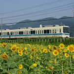 伊勢原市串橋、4千本のヒマワリ畑が見頃！小田急との共演、今年が見納め！