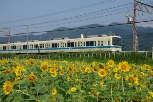 伊勢原市串橋、4千本のヒマワリ畑が見頃！小田急との共演、今年が見納め！