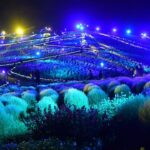 茨城県・国営ひたち海浜公園で『コキアライトアップ2026』開催！9月18日～